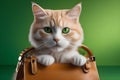 charming kitten peeks out of a brown women& x27;s bag on a green background. Playground AI platform