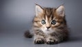 Cute Fluffball Amidst the Shades of Gray A Captivating Portrait of a Playful Kitten Set Against an Industrial Backdrop, Embracing Royalty Free Stock Photo
