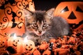 A charming kitten is preparing for Halloween. Beautiful black card Royalty Free Stock Photo
