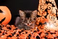 A charming kitten is preparing for Halloween. Beautiful black card Royalty Free Stock Photo