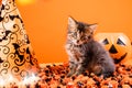 A charming kitten is preparing for Halloween. Beautiful card with space for text in orange. Royalty Free Stock Photo