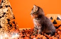 A charming kitten is preparing for Halloween. Beautiful card with space for text in orange. Royalty Free Stock Photo
