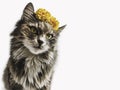 Charming kitten with yellow flowers on a white background Royalty Free Stock Photo