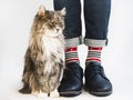 Charming kitty, men`s legs, bright, multicolored socks