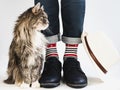 Charming kitty, men`s legs, bright, multicolored socks