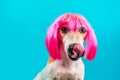 Charming lady dog licking in pink wig on blue background. Royalty Free Stock Photo