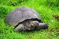 Charming lady Galapagos tortoise in the grass.