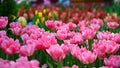 Charming lady pink tulips blooming