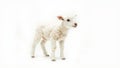 Adorable lamb standing on a white background, perfect for various design projects Royalty Free Stock Photo