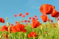 The charming landscape with poppies in sunny day against the sky