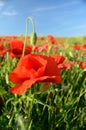 The charming landscape with poppies in sunny day against the sky