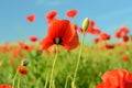 The charming landscape with poppies in sunny day against the sky