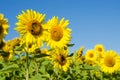 The charming landscape of sunflowers against the sky