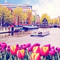 The charming landscape of tulips on the background of boats and houses on the canal in Amsterdam, Netherlands Royalty Free Stock Photo