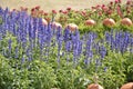 Charming lavender flowers