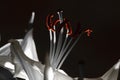 Charming lily pistils on dark background illuminated