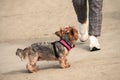 A charming little dog with a trimmed coat in a harness without a leash on a walk next to the owner. Selective focus Royalty Free Stock Photo