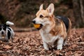 Charming little English shepherd dog with protruding ears on walk. Pembroke tricolor Welsh corgi walks in woods in yellow dry