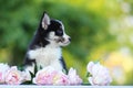 Charming little puppy among flowers