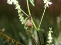 Charming little snail, green grass,