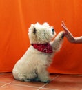 A charming little white dog west terrier stretches out its paw towards human hand. dog greets the person. Westie. dog gives a paw. Royalty Free Stock Photo