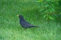 Charming lonely blackbird is on the green fresh grass near the green bush closeup