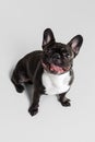 Top view of cute doggie, French bulldog looking up isolated over white studio background. Animal, vet, care concept Royalty Free Stock Photo