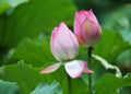 Charming lotus bloom in pond