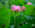 Charming lotus bloom in pond