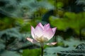 Lotus. Royalty Free Stock Photo
