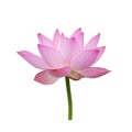 Charming lotus bloom