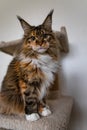 Charming Maine coon cat looking at the camera on cat tree near the light wall of the house. Scratching post Royalty Free Stock Photo