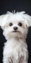 Charming Maltese Puppy Portrait with Affectionate Expression in HighResolution Detail Royalty Free Stock Photo