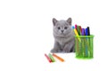 Charming, mauve kitten sitting next to a glass of markers, looking carefully at the white background. welcome to school