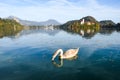 the charming natural scenery of Lake Bled with Alps at background and blue water