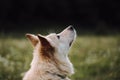 Charming non purebred dog looks forward attentively with its large brown eyes. Mestizo white Swiss Shepherd portrait in profile Royalty Free Stock Photo