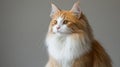 Charming Orange and White Cat Portrait with Fluffy Coat and Affectionate Nature on Grey Background Royalty Free Stock Photo