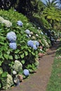 Magnificently blossoming bushes along footpath