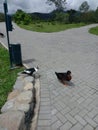 charming park stroll: cairina moschata domestica & rouen duck