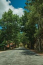 Paved road passing through lined trees at the entrance of Loriga