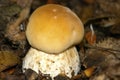 A Charming Penny Bun Fungus - Boletus Edulus