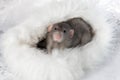Charming pet. Decorative rat Dumbo in a white fur house. 2020 year of the rat