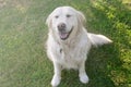 Charming pet. Golden Retriever sitting on the lawn. Friendly, well-mannered, trained dog.