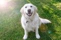 Charming pet. Golden Retriever sitting on the lawn. Friendly, well-mannered, trained dog.