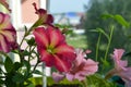 Charming petunia flowers in shades of red and pink in the balcony Royalty Free Stock Photo