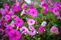 Charming petunia. Many beautiful pink flowers Royalty Free Stock Photo
