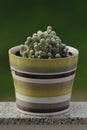 Mammillaria Vetula Gracilis Cactus in pot: Natural green background