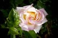 Charming pink rose in the garden up