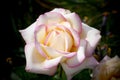 Charming pink rose in the garden up