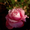 Charming pink rose in the sunlight